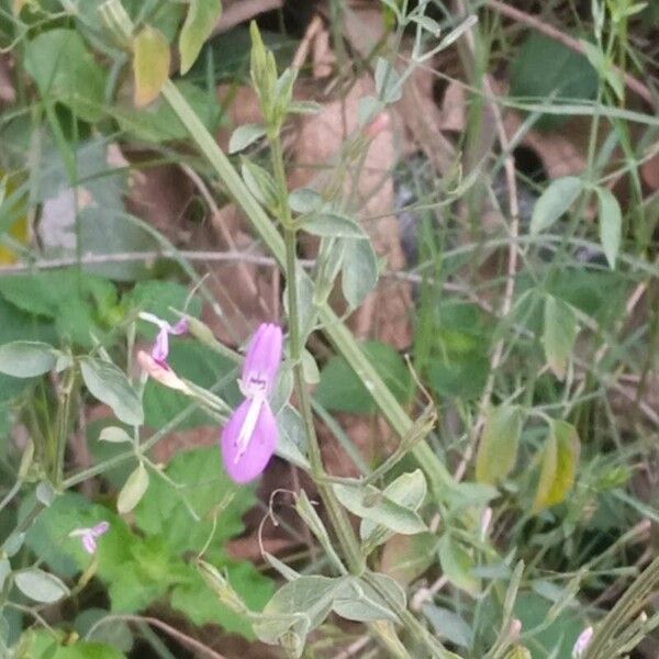 Dicliptera paniculata Flors