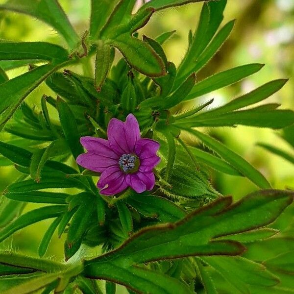 Geranium dissectum 花