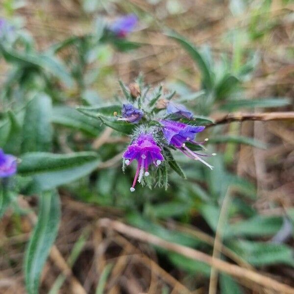 Echium vulgare Blodyn