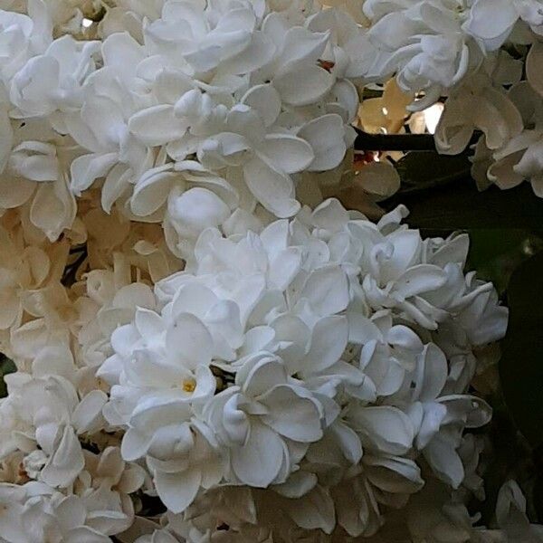 Syringa reticulata Flower