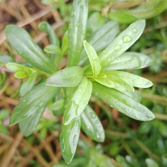 Iberis sempervirens Leaf