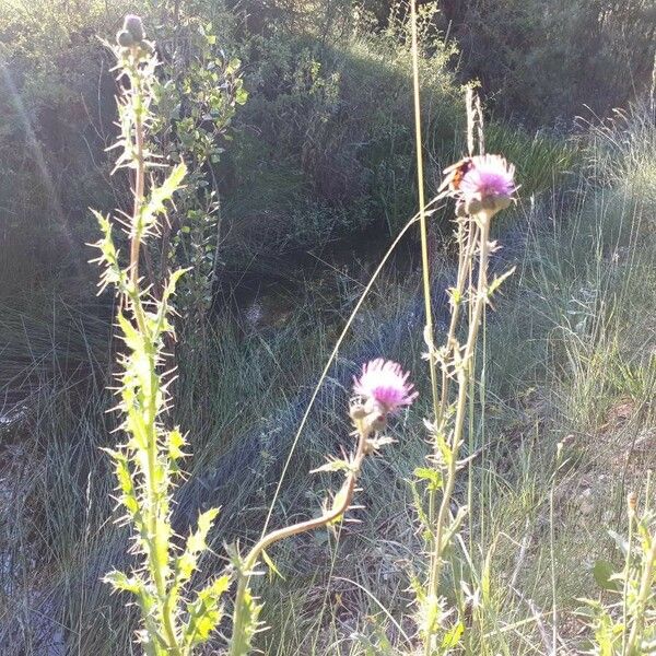 Cirsium pyrenaicum 花