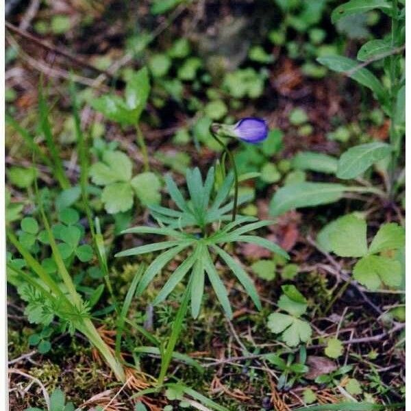 Viola pedatifida Tervik taim