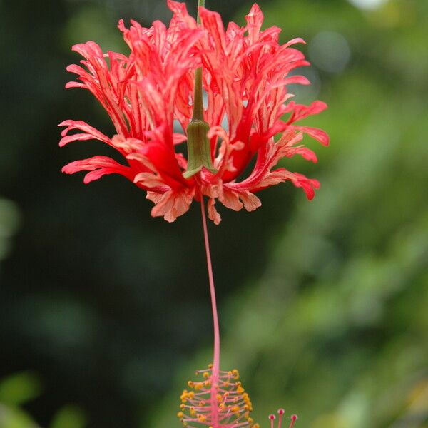 Hibiscus schizopetalus Bloem