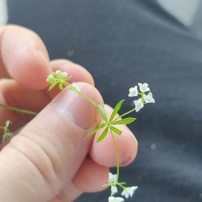 Galium uliginosum 花