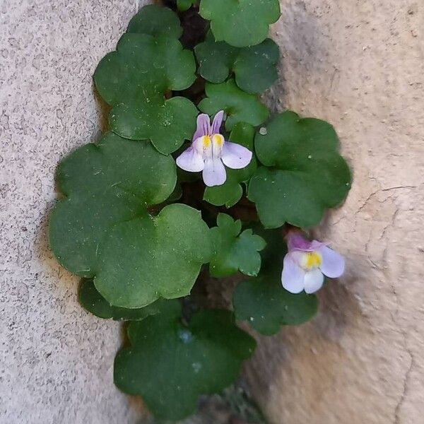 Cymbalaria muralis Hàbitat