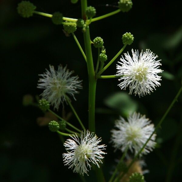 Mimosa ceratonia Flower