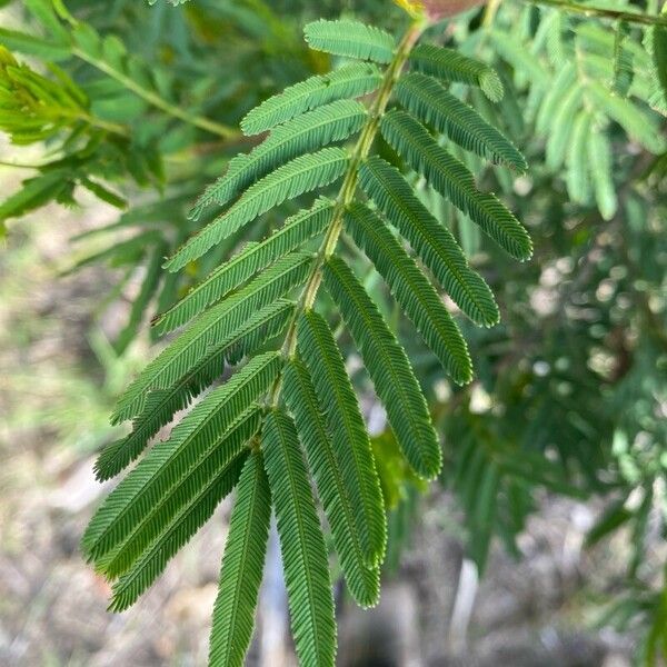 Acacia decurrens Feuille