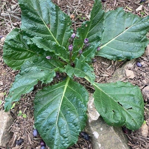 Mandragora autumnalis Folio