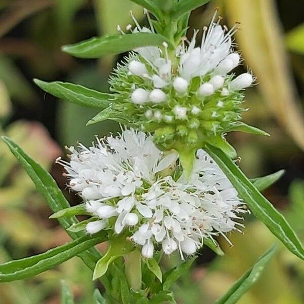 Mentha cervina Blüte