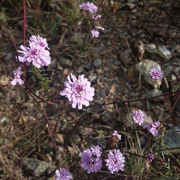 Iberis linifolia Floare