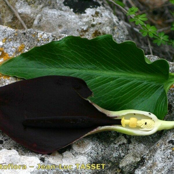 Arum pictum Other