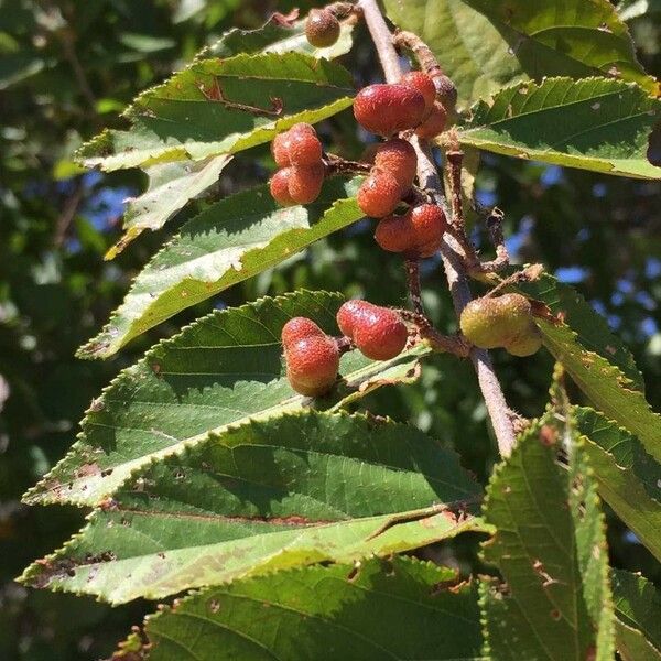 Grewia flavescens Froito