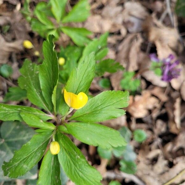 Anemonoides ranunculoides പുഷ്പം