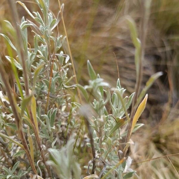 Helichrysum italicum Ліст