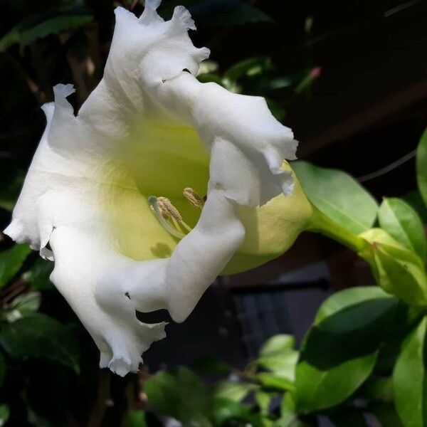 Solandra grandiflora Fleur