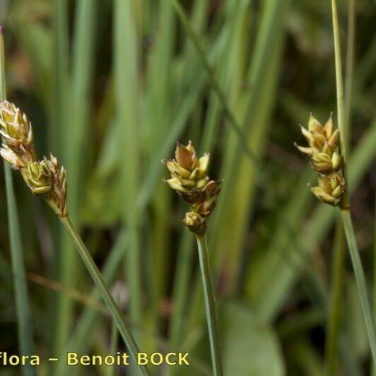 Carex heleonastes Fruct