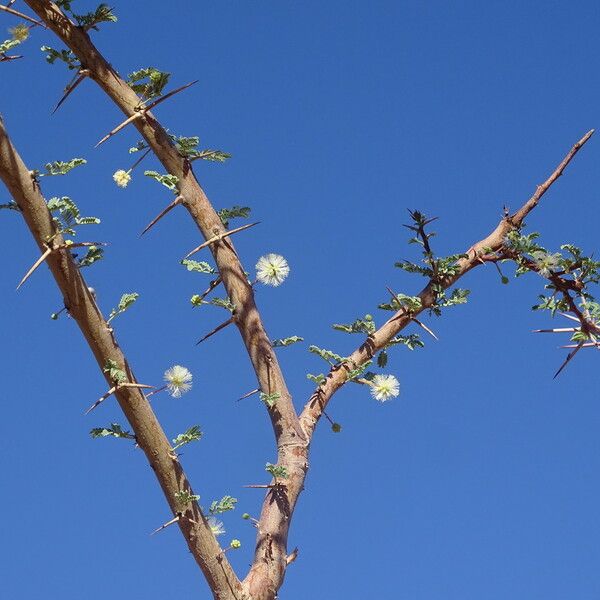 Acacia tortilis Flower