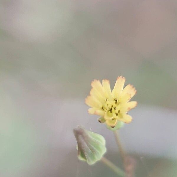 Youngia japonica Flower