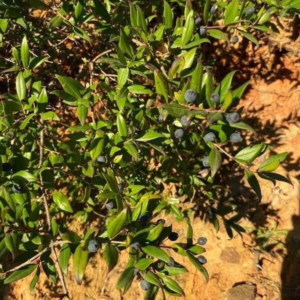 Myrtus communis ഇല