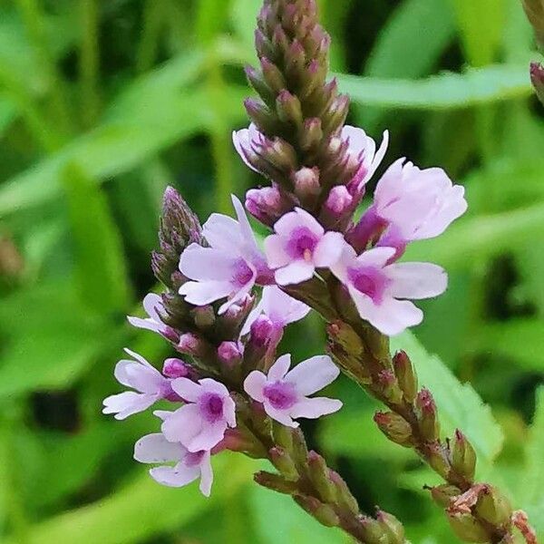 Verbena hastata Blomma