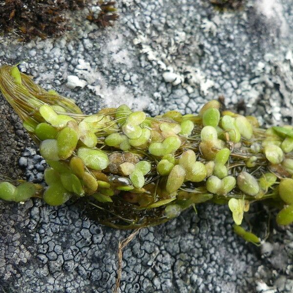 Lemna minuta Lapas