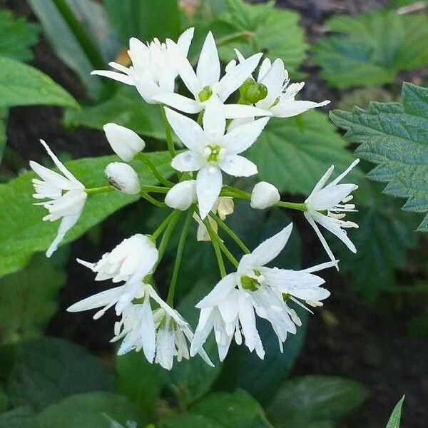 Allium ursinum Kvet