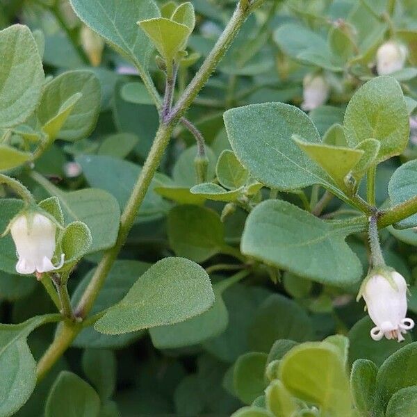 Salpichroa origanifolia Flower