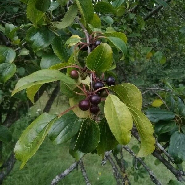 Rhamnus cathartica 果實