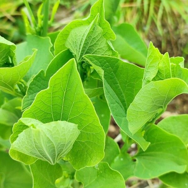 Aristolochia clematitis Лист