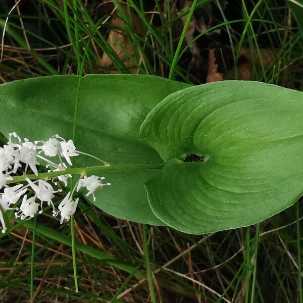 Maianthemum bifolium Кветка