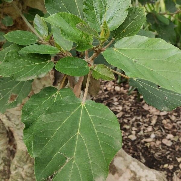 Ficus sycomorus Leht