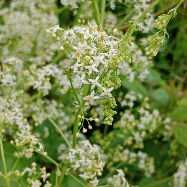 Galium album Flower