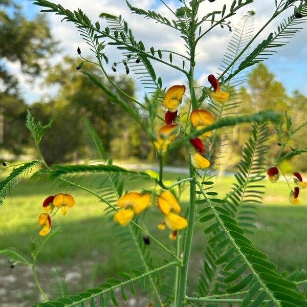 Sesbania herbacea Цветок