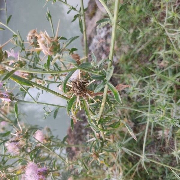 Centaurea iberica Hostoa