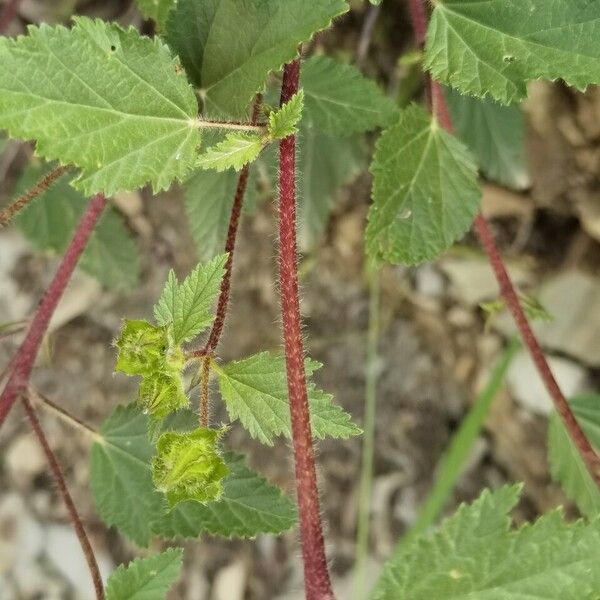 Malope malacoides List