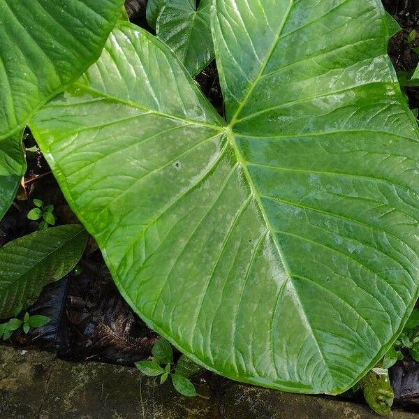 Xanthosoma sagittifolium Leaf