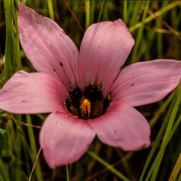 Romulea rosea Λουλούδι