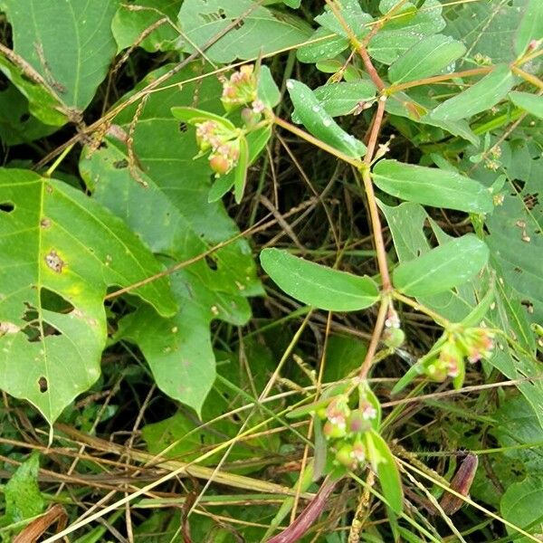 Euphorbia hyssopifolia Levél