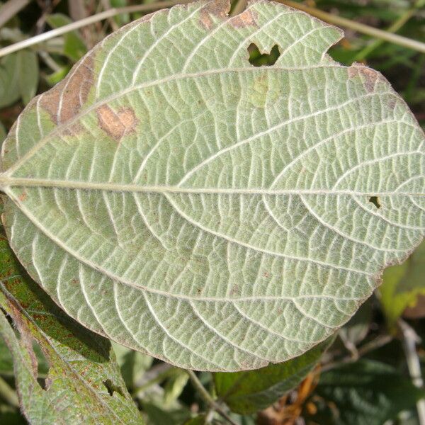 Rhynchosia reticulata Leaf