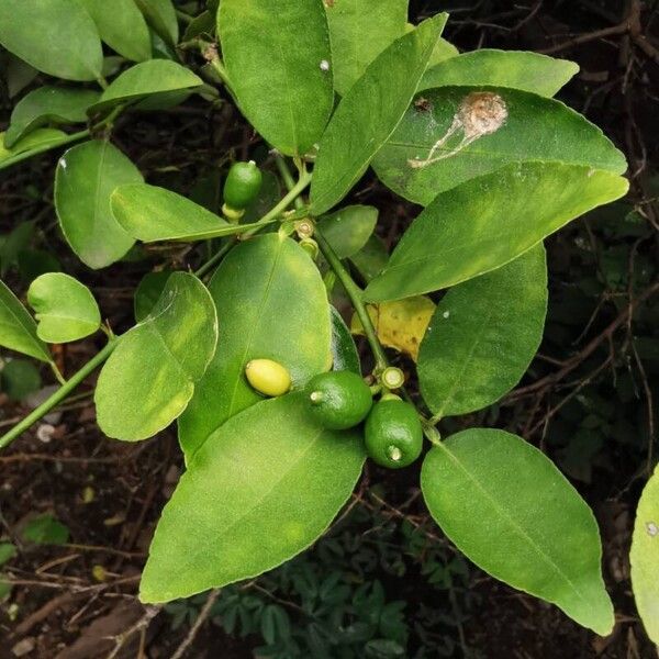 Citrus × aurantiifolia Frutto