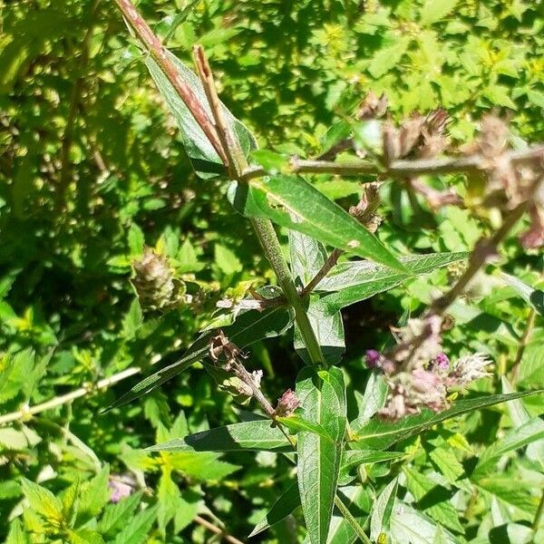 Lythrum salicaria Elinympäristö