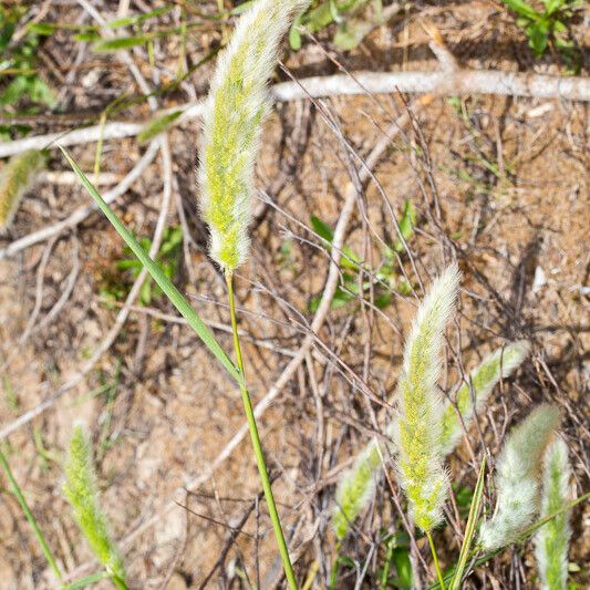 Polypogon monspeliensis Habit