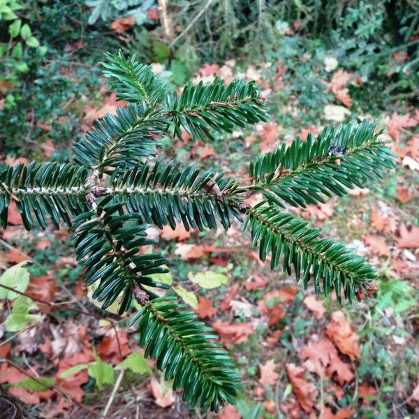 Abies numidica Sonstige