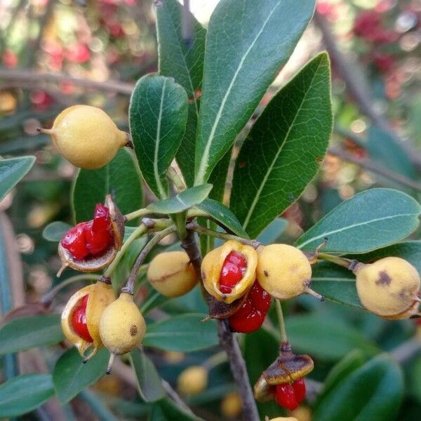 Pittosporum heterophyllum Fruit