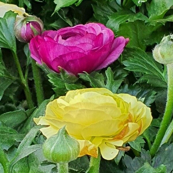 Ranunculus asiaticus Other