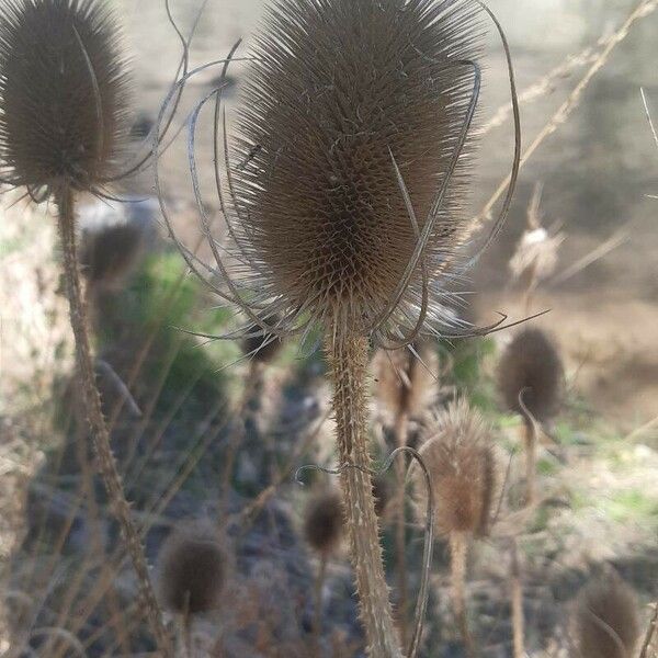 Dipsacus sativus Floare