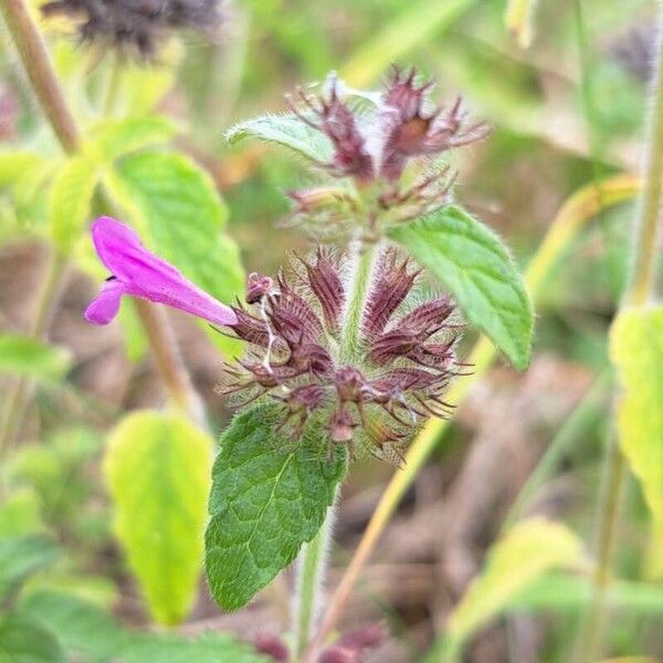 Clinopodium vulgare Кветка