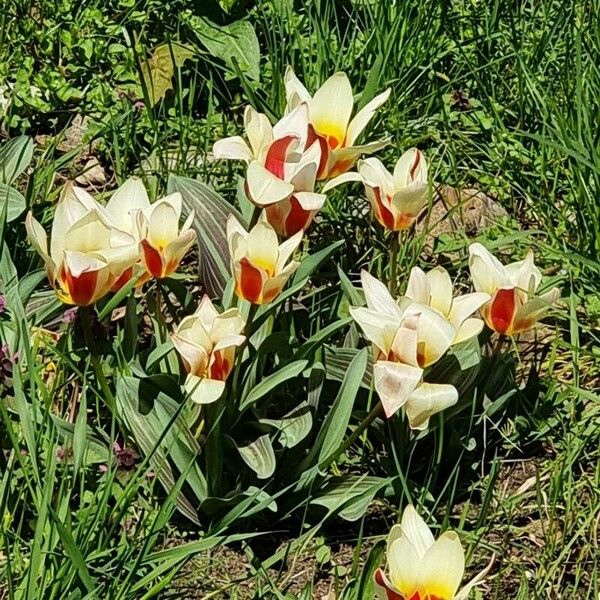 Tulipa kaufmanniana Blüte