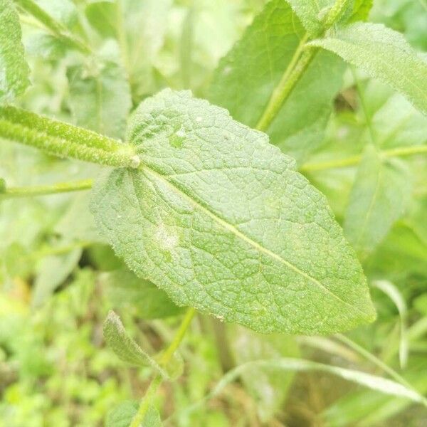 Verbascum sinuatum 葉